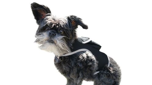 NEW Action Triggered GPS Tracking System for Dogs Collar Mount Tracker Size:L